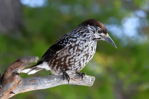 Nutcracker closeup on a background of green pine needles Foto stock