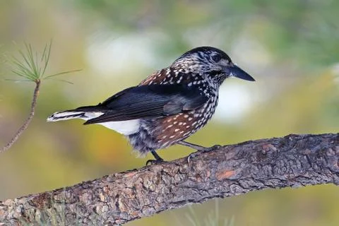 Nutcracker closeup in the Siberian taiga Stock Photos