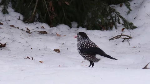 Nutcracker eats. Nucifraga caryocatactes Stock Footage 269203095