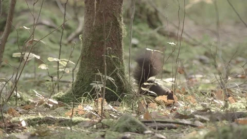 Nutcracker in a German squirrel forest Stock Footage 161595977
