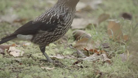 Nutcracker in a German squirrel forest Stock Footage 161595995