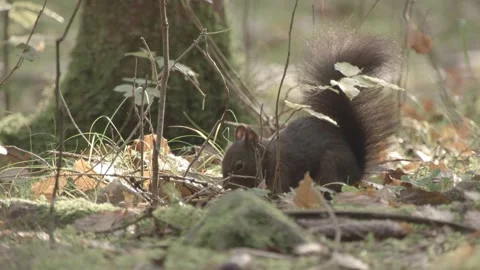 Nutcracker in a German squirrel forest Stock Footage 161596012