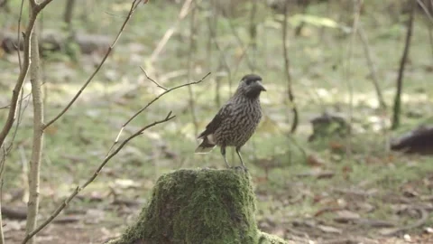 Nutcracker in a German squirrel forest Stock Footage 161596019