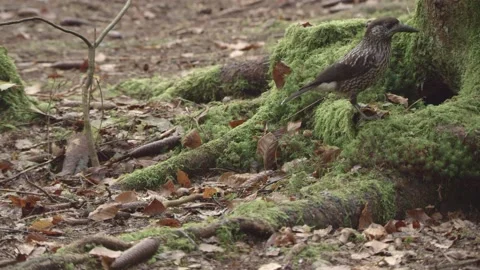 Nutcracker in a German squirrel forest Stock Footage 161596030