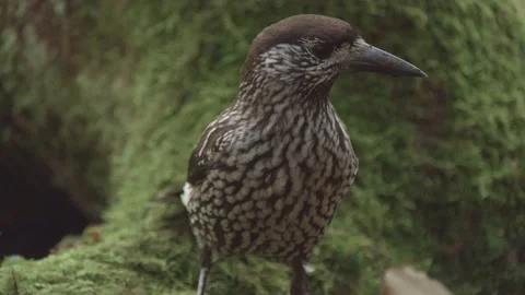 Nutcracker in a German squirrel forest Stock Footage 161596031