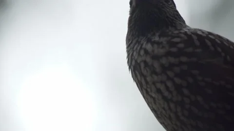 Nutcracker in a German squirrel forest Stock Footage 161596057