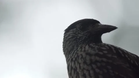 Nutcracker in a German squirrel forest Stock Footage 161596063