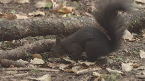 Nutcracker in a German squirrel forest Stock Footage 161596251