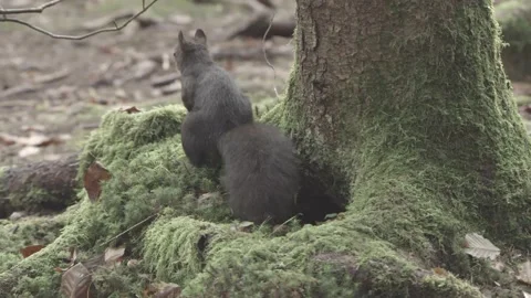 Nutcracker in a German squirrel forest Stock Footage 161596264