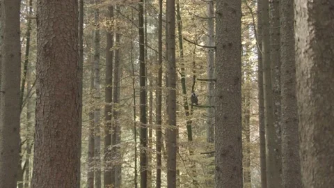 Nutcracker in a German squirrel forest Stock Footage 161596273