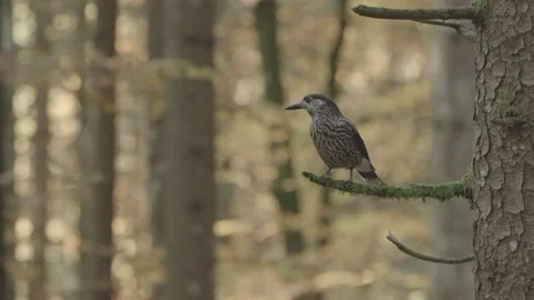 Nutcracker in a German squirrel forest Stock Footage 161596284