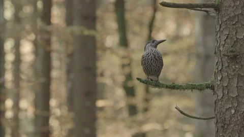 Nutcracker in a German squirrel forest Stock Footage 161596287
