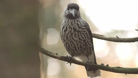 Nutcracker in a German squirrel forest Stock Footage 161596307
