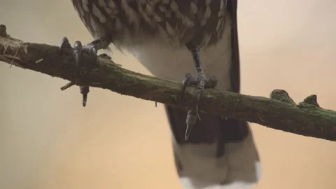 Nutcracker in a German squirrel forest Stock Footage 161596325