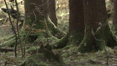 Nutcracker in a German squirrel forest Stock Footage 161596336