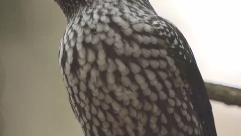 Nutcracker in a German squirrel forest Stock Footage 161596338