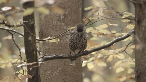 Nutcracker in a German squirrel forest Stock Footage 161600014