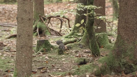 Nutcracker in a German squirrel forest Stock Footage 161600026