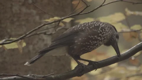 Nutcracker in a German squirrel forest Stock Footage 161600029