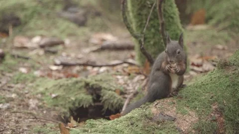 Nutcracker in a German squirrel forest Stock Footage 161600042