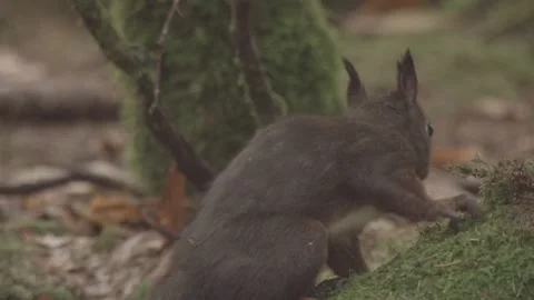 Nutcracker in a German squirrel forest Stock Footage 161600044