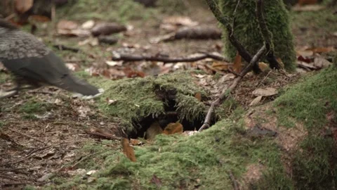 Nutcracker in a German squirrel forest Stock Footage 161600049
