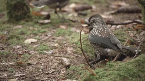 Nutcracker in a German squirrel forest Stock Footage 161600068
