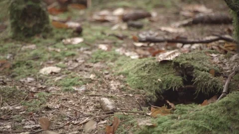 Nutcracker in a German squirrel forest Stock Footage 161600081