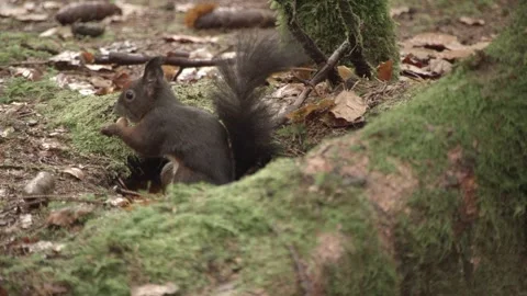 Nutcracker in a German squirrel forest Stock Footage 161600097