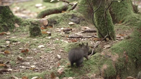 Nutcracker in a German squirrel forest Stock Footage 161600100
