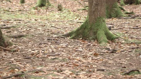 Nutcracker in a German squirrel forest Stock Footage 161600115