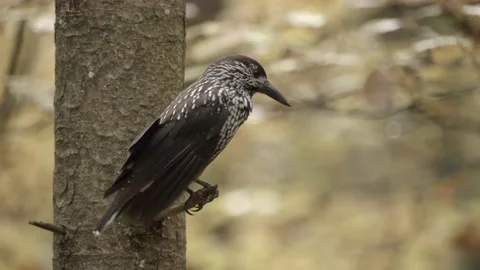 Nutcracker in a German squirrel forest Stock Footage 161600124