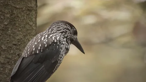 Nutcracker in a German squirrel forest Stock Footage 161600139