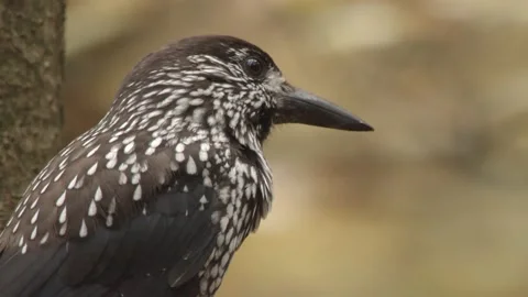 Nutcracker in a German squirrel forest Stock Footage 161600152