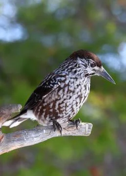 Nutcracker on green background of pine needles Fotos Stock