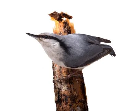 Nutcracker  on a log 2 Stock Photos