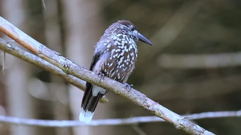 Nutcracker (Nucifraga caryocatactes) Video Video stock 309252651