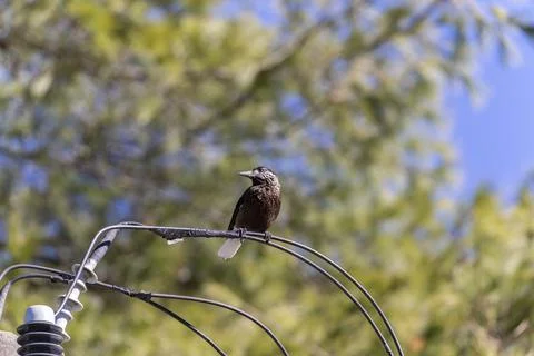 Nutcracker perched on electric cables in the forest of Taiwan Stock Photos