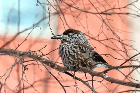 Nutcracker Fotos Stock