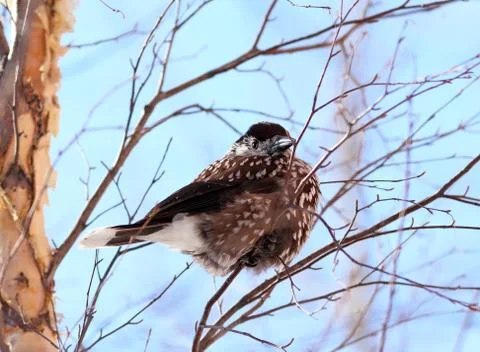 Nutcracker Fotos de archivo