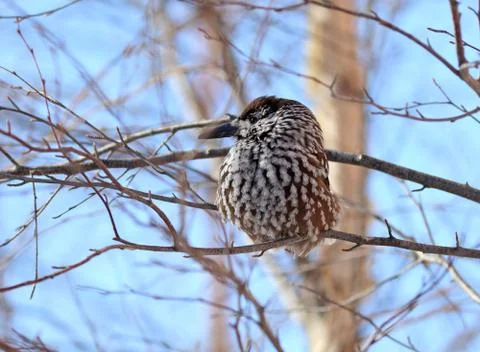 Nutcracker Fotos de archivo