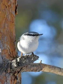 Nutcracker in the pine wood Foto stock