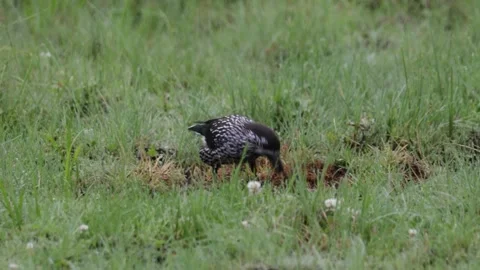 A nutcracker is searching for something in the grass. Close-up. Stock Footage 316063398