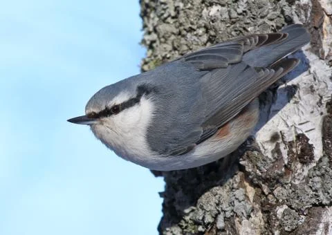 Nutcracker in Siberia in the spring Stock Photos