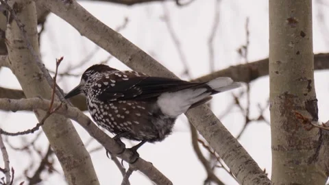 Nutcracker sits on the tree. Nucifraga caryocatactes Stock Footage 269206432