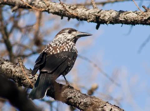 Nutcracker sitting on a branch of larch. Stock Photos