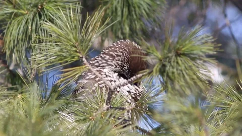 Nutcracker in the winter among the pine needles of cedar in Siberia Stock Footage 94960728