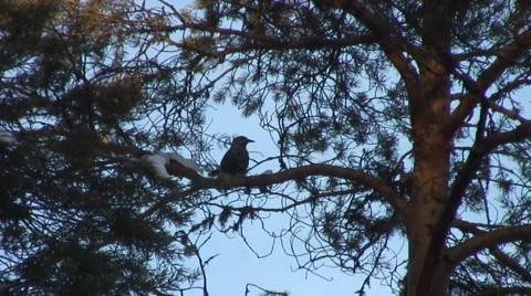 Nutcracker in the winter forest Video stock 33866403