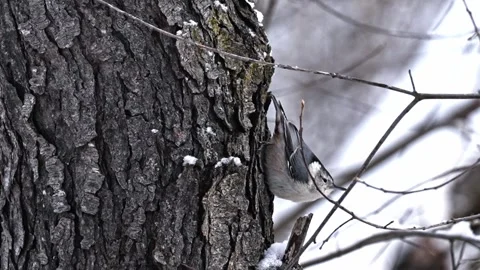 Nuthach eating snow on tree. Stock Footage 329894428