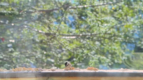 Nuthatch and chickadee wild bird eating suet seed on balcony in winter snow Stock Footage 330287298